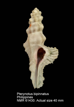 Pterynotus bipinnatus (7).jpg - Pterynotus bipinnatus(Reeve,1845)